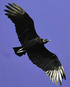 Black Vulture