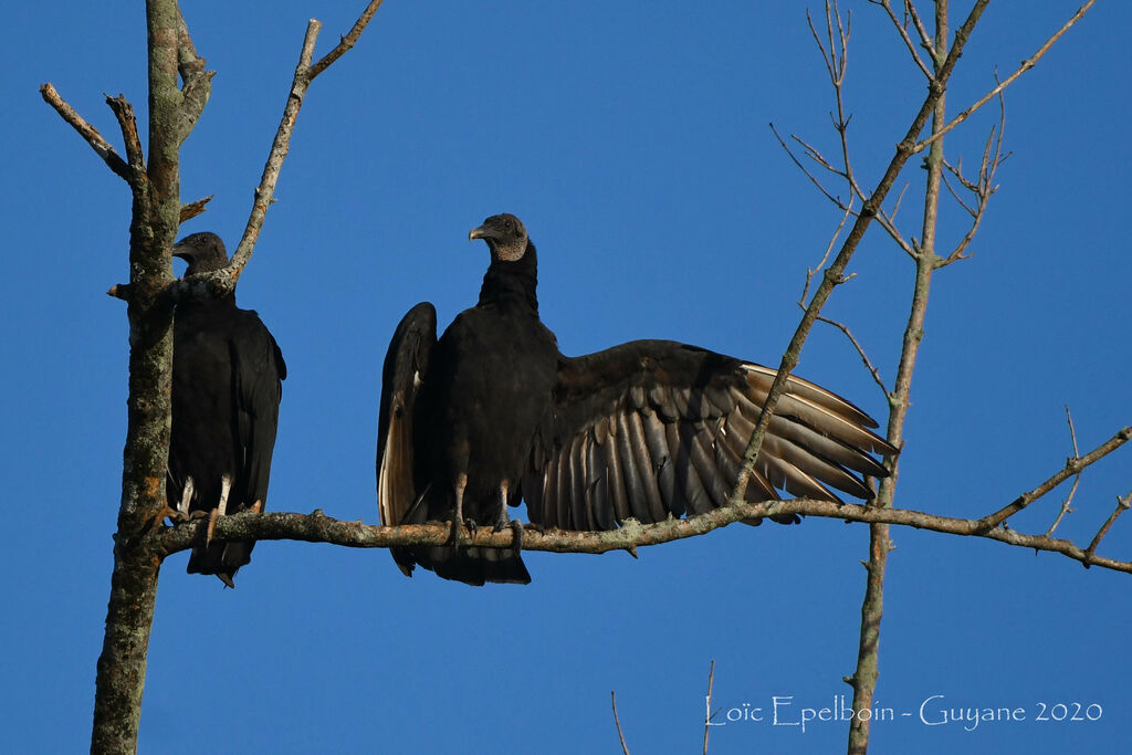 Black Vulture