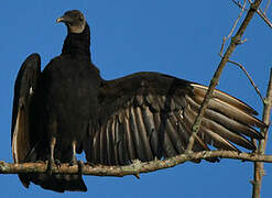 Black Vulture