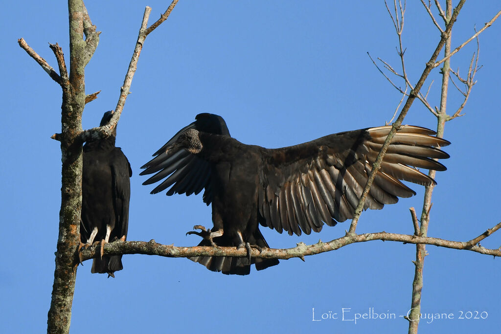 Black Vulture