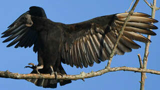 Black Vulture