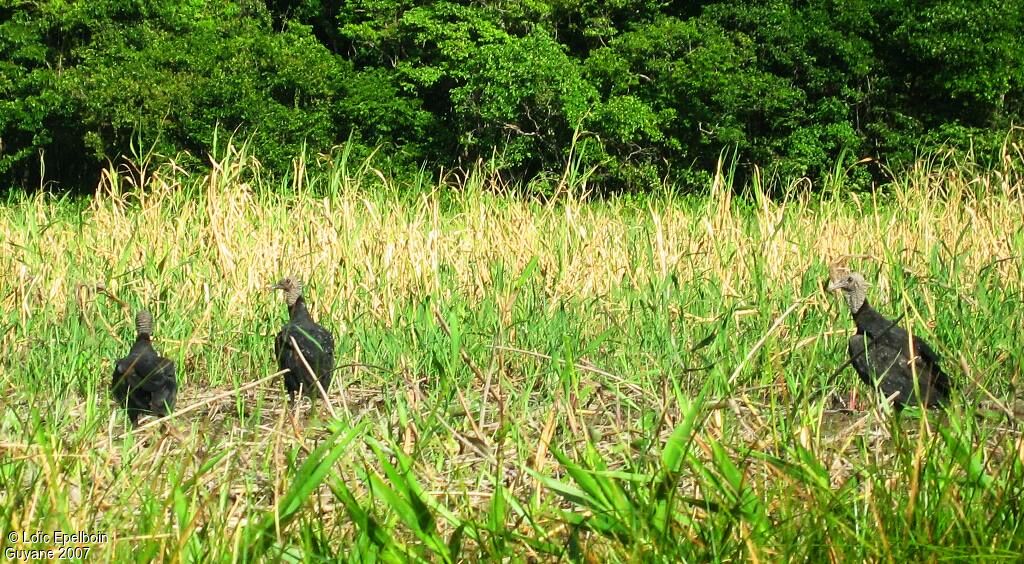 Black Vulture