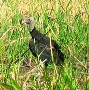 Black Vulture