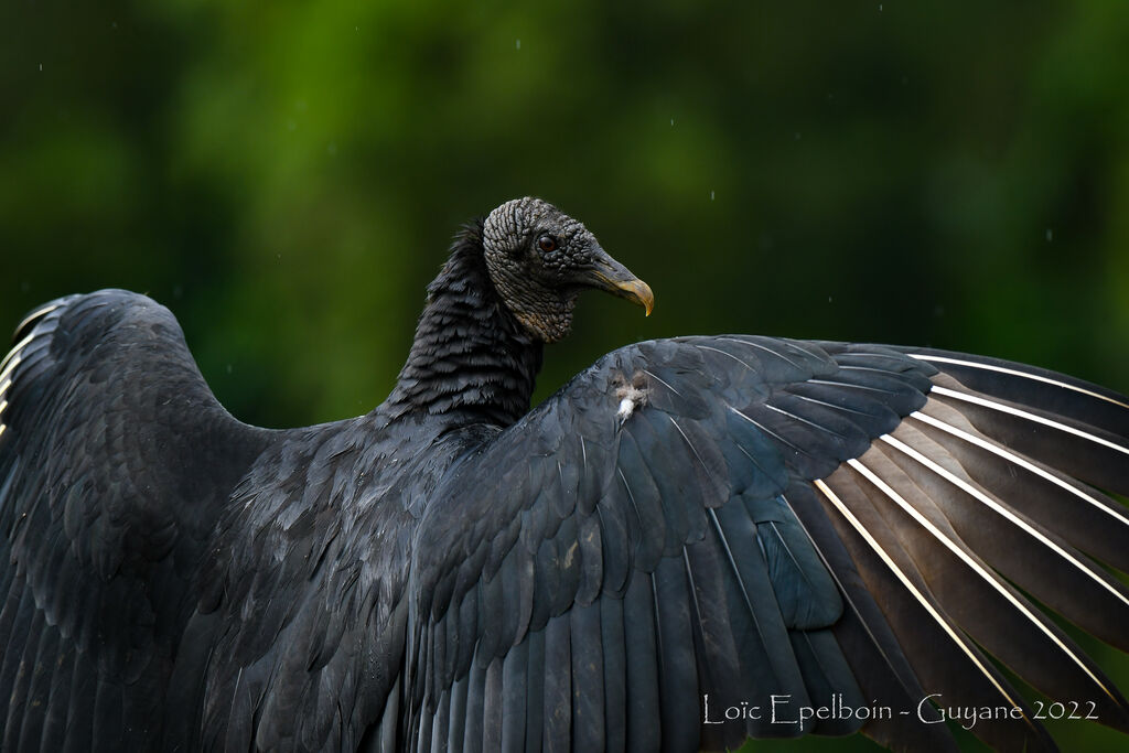 Black Vulture