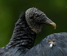 Black Vulture