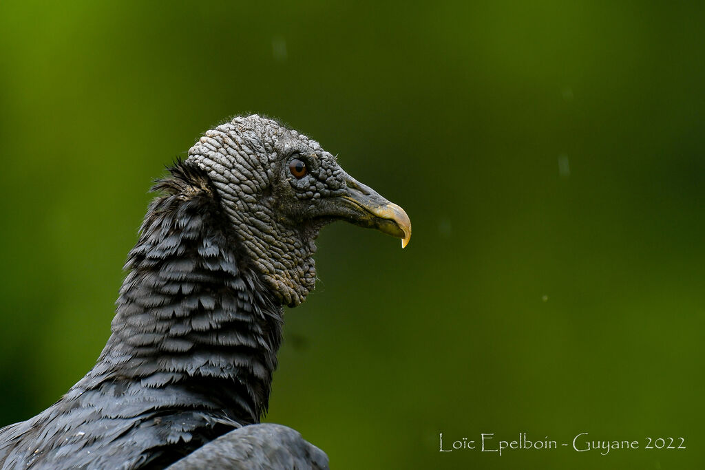 Black Vulture