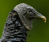 Black Vulture