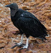 Black Vulture