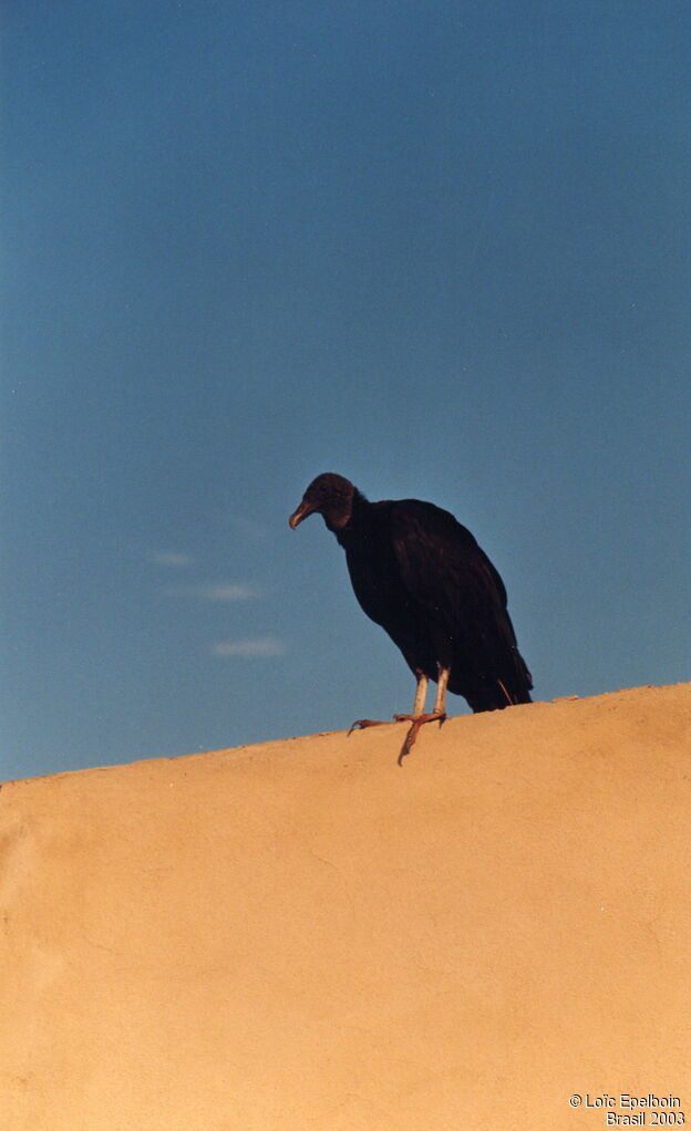 Black Vulture