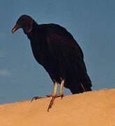 Black Vulture