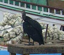 Black Vulture