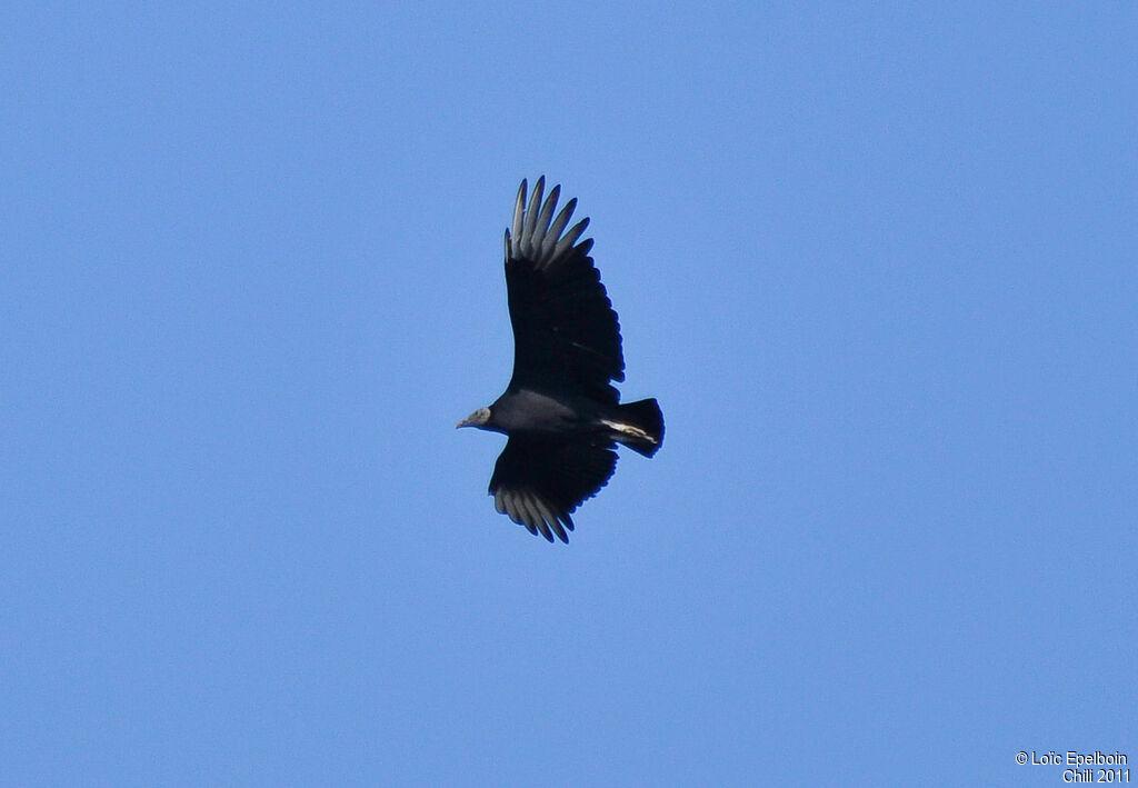 Black Vulture