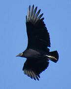 Black Vulture