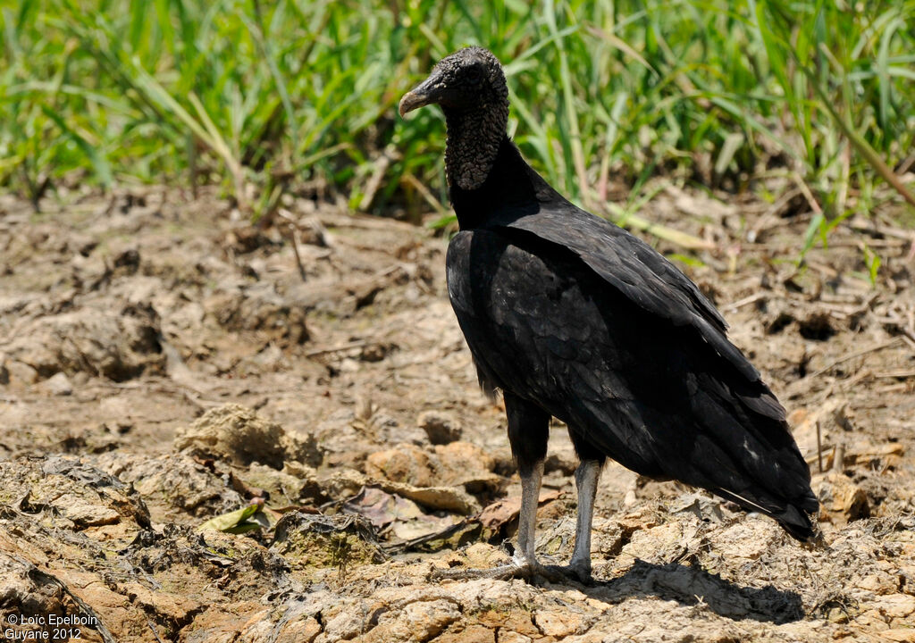 Black Vulture