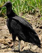 Black Vulture