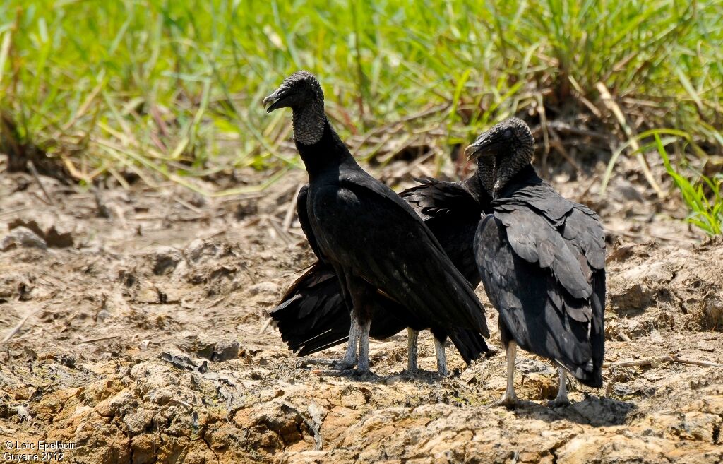 Black Vulture