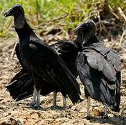 Black Vulture