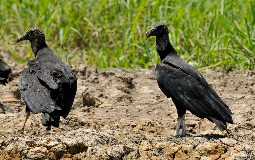 Black Vulture