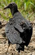 Black Vulture