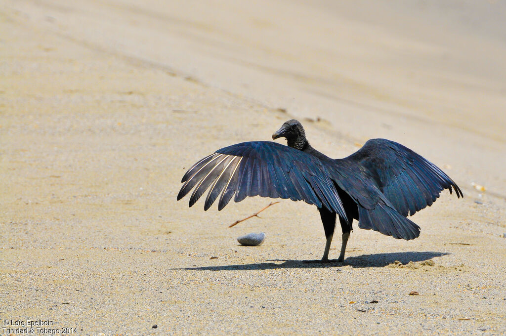 Black Vulture