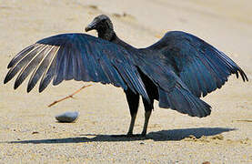 Black Vulture