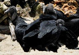 Black Vulture