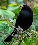 Vacher bronzé