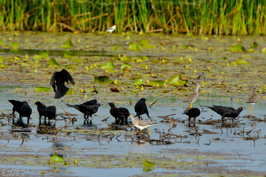 Giant Cowbird