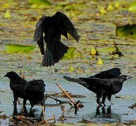 Giant Cowbird