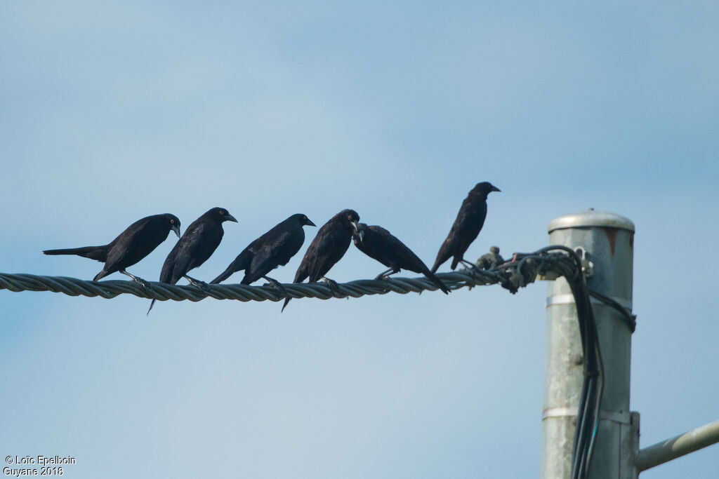 Giant Cowbird