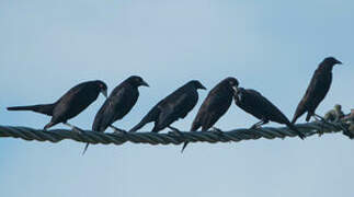 Giant Cowbird