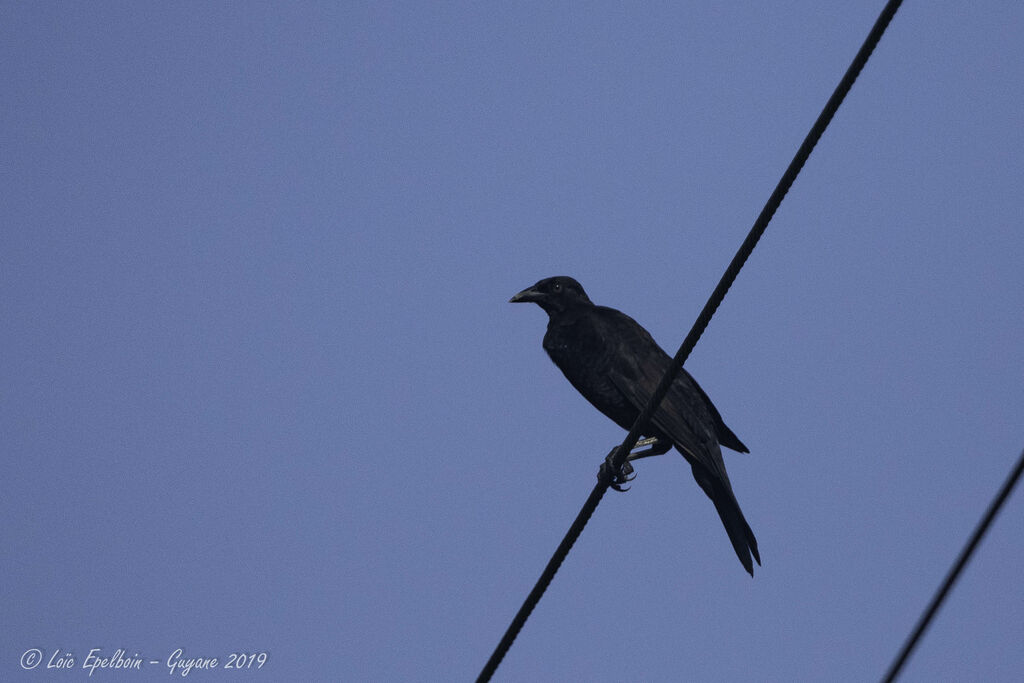 Giant Cowbird