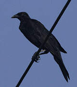 Giant Cowbird