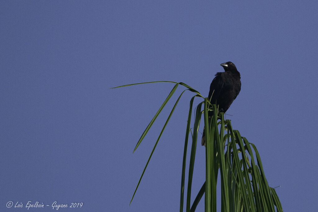 Giant Cowbird