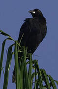 Giant Cowbird