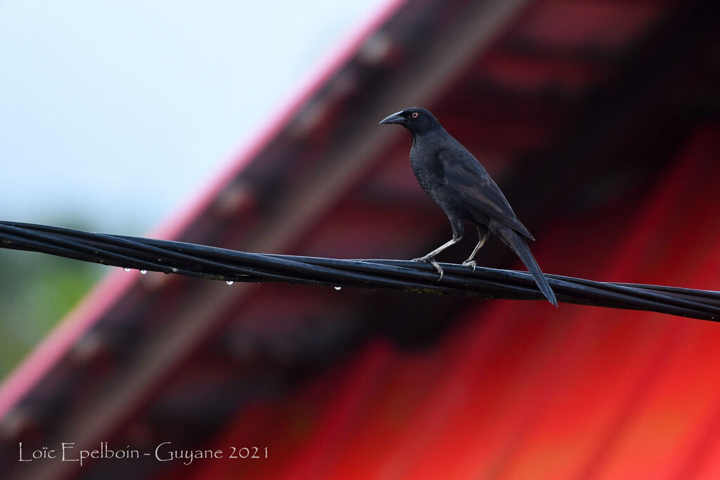 Giant Cowbird