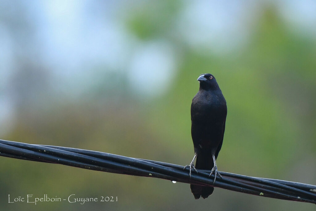 Giant Cowbird