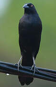 Giant Cowbird