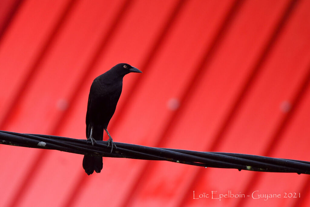 Giant Cowbird