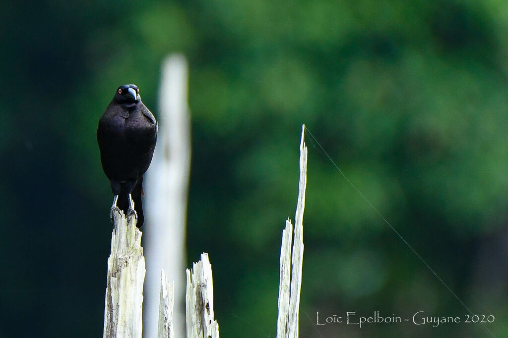 Giant Cowbird