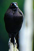 Giant Cowbird