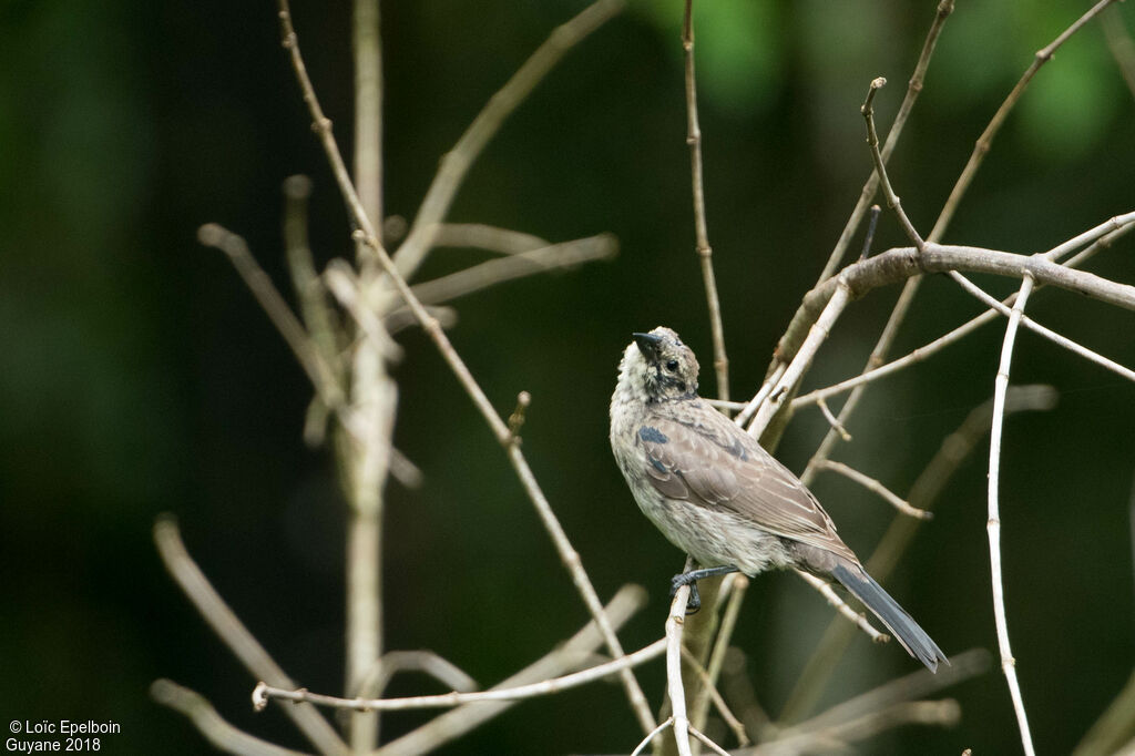 Shiny Cowbird male immature