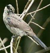 Shiny Cowbird