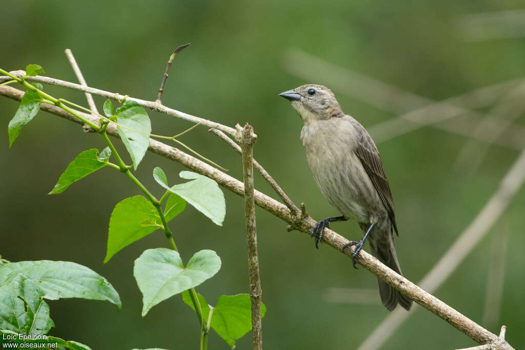 Shiny Cowbird female adult, pigmentation