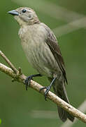 Shiny Cowbird