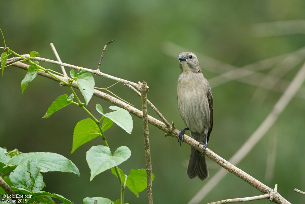 Shiny Cowbird