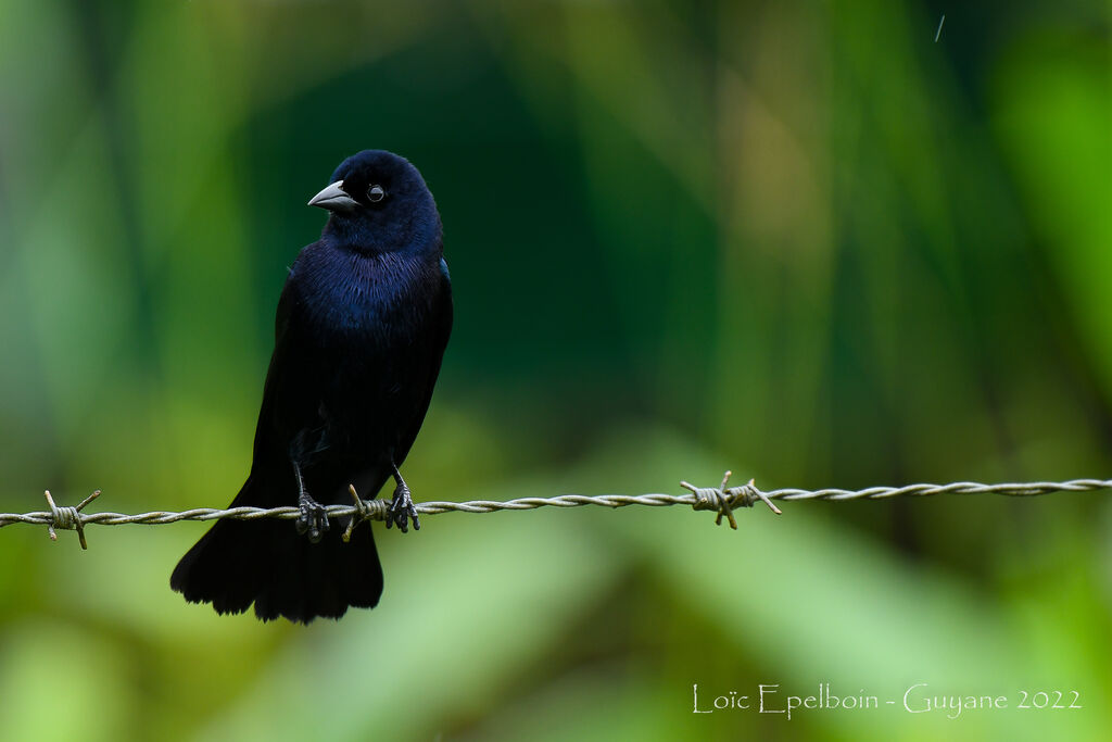 Shiny Cowbird