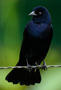 Shiny Cowbird