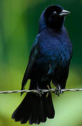 Shiny Cowbird