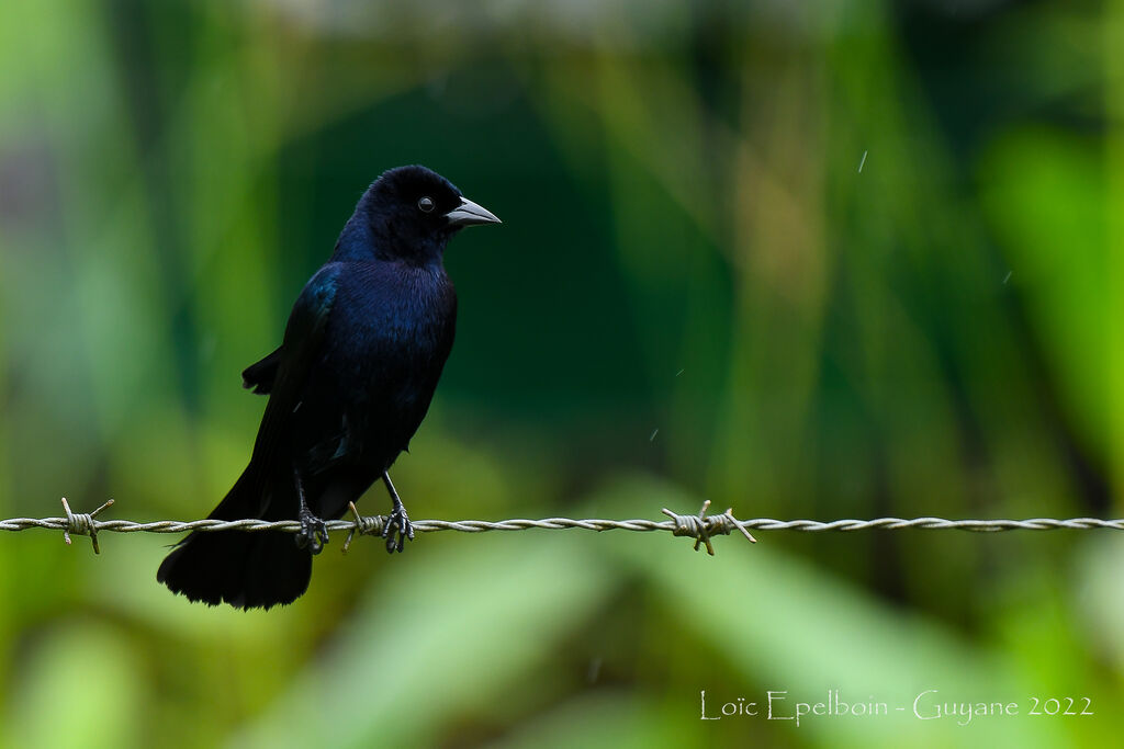 Shiny Cowbird